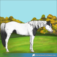 Horse Color:Black Tobiano Frame 