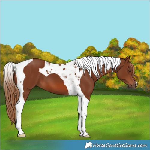 Horse Color:Chestnut Tobiano
