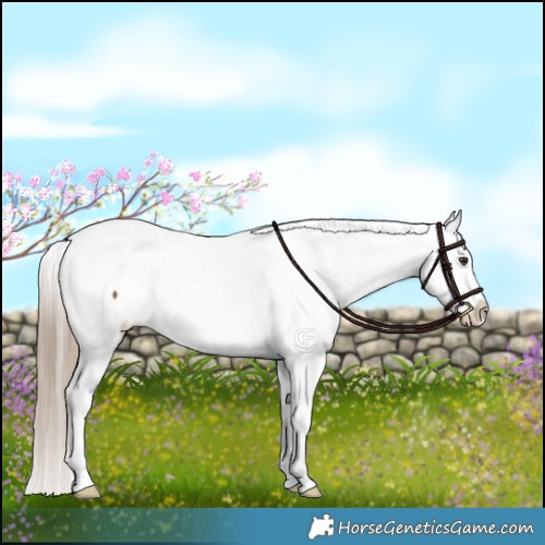 Horse Color:Liver Red Dun Appaloosa Brindle 