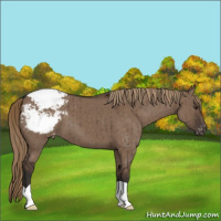 Horse Color:Liver Red Dun Appaloosa Brindle 