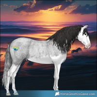 Horse Color:Smoky Blue Roan Splash Rabicano
