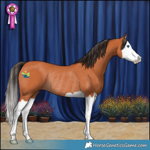 Horse Color:Bay Splash Rabicano 