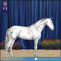 Horse Color:Gray Bay Splash Appaloosa Rabicano 