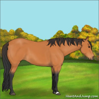 Horse Color:Bay 