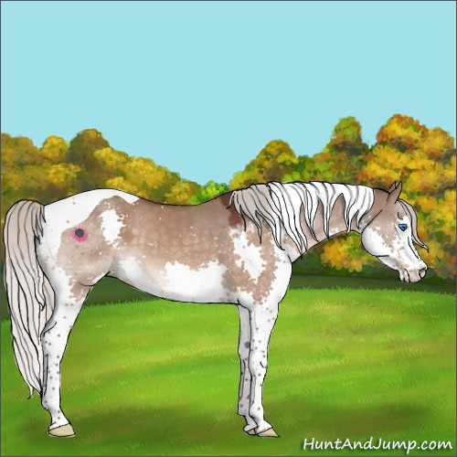 Horse Color:Silver Brown Dun Sabino Splash Tobiano 