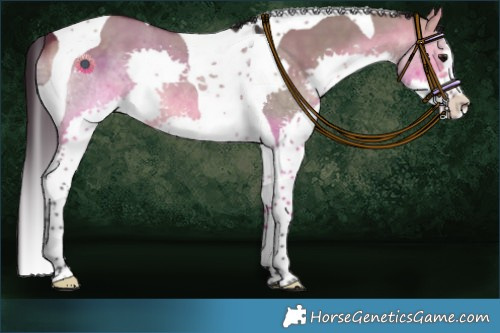 Horse Color:Brown Dun Sabino Splash Tobiano