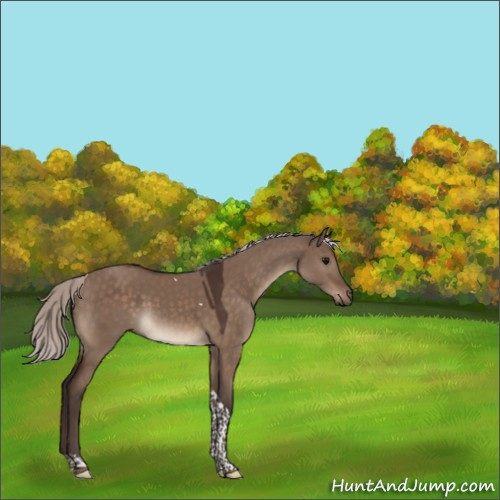 Horse Color:Silver Brown Dun Tobiano 