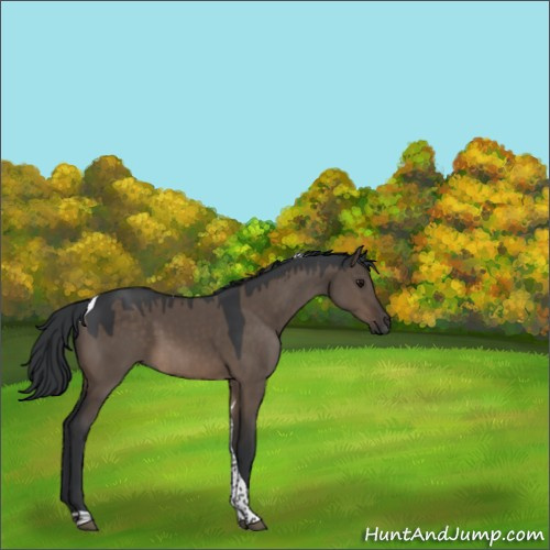 Horse Color:Brown Dun Tobiano 