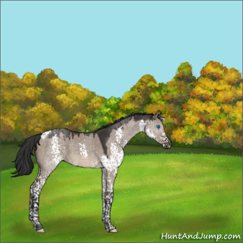 Horse Color:Brown Dun Splash Tobiano 