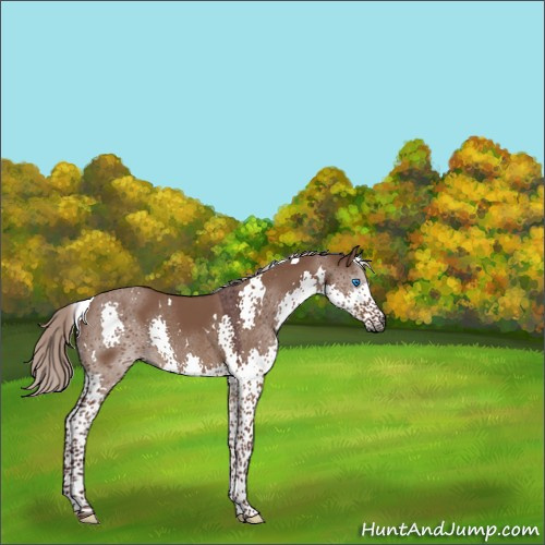 Horse Color:Gray White Spotted Chocolate Silver Brown Dun Splash Tobiano 