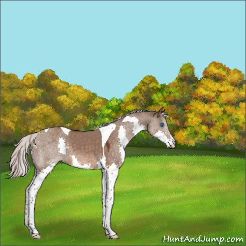 Horse Color:Silver Brown Dun Splash Tobiano 