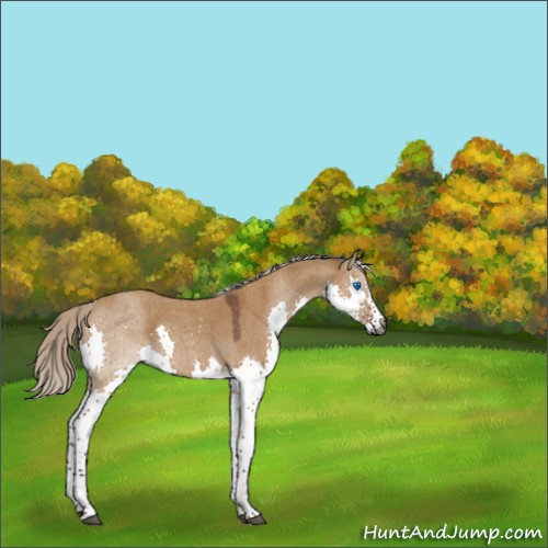 Horse Color:Gray Silver Buckskin Roan Dun Splash Tobiano 