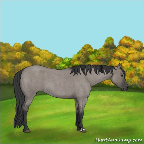 Horse Color:Grullo Roan 