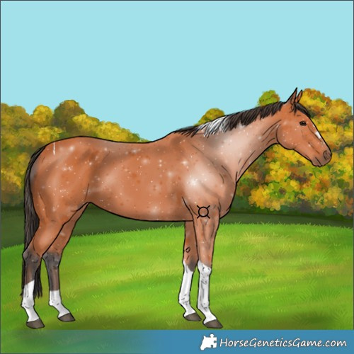 Horse Color:Bay Tobiano 