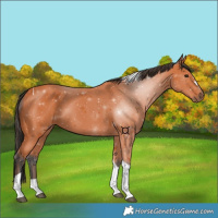 Horse Color:Bay Tobiano