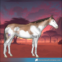 Horse Color:Bay Splash 