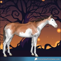 Horse Color:Bay Splash 