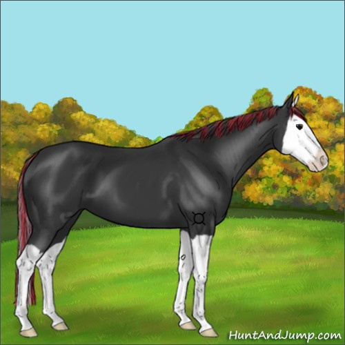 Horse Color:Painted Black Splash