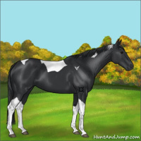Horse Color:Black Tobiano 