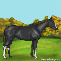 Horse Color:Painted Black 