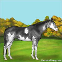 Horse Color:Black Splash 