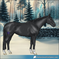 Horse Color:Black 