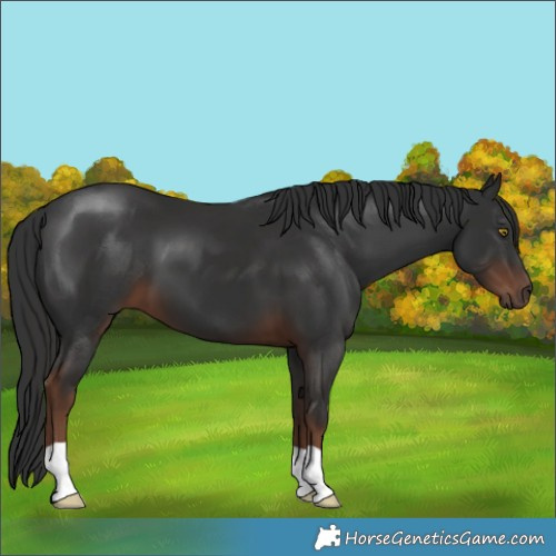 Horse Color:Liver Chestnut