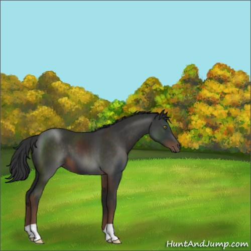 Horse Color:Liver Chestnut