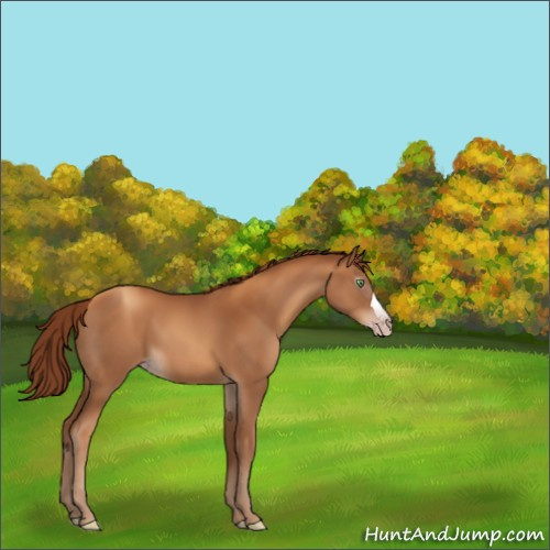 Horse Color:Gray Gold Champagne 