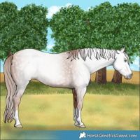 Horse Color:Gray Gold Champagne