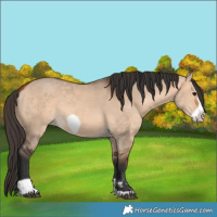 Horse Color:Bay Dun  and Bay Dun Frame 