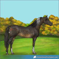 Horse Color:Buckskin Tobiano Rabicano 