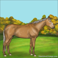 Horse Color:Gray Silver Buckskin