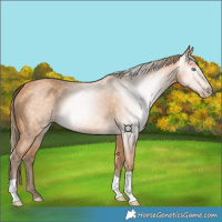 Horse Color:Gray Perlino 