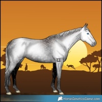 Horse Color:Gray Void Silver Black Splash 