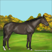 Horse Color:Gray Smoky Black