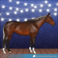 Horse Color:Gray Silver Bay 