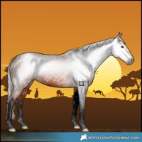 Horse Color:Gray Void Silver Bay Tobiano 