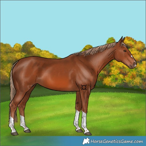 Horse Color:Chestnut Tobiano 