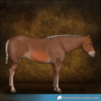 Horse Color:Chestnut Mushroom 