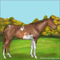 Horse Color:Chestnut Tobiano 