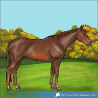 Horse Color:Chestnut 