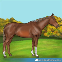 Horse Color:Chestnut Tobiano 