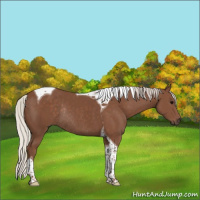 Horse Color:Silver Black Tobiano Rabicano 