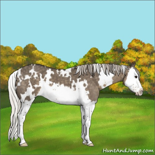 Horse Color:White Spotted Silver Smoky Grullo Splash 