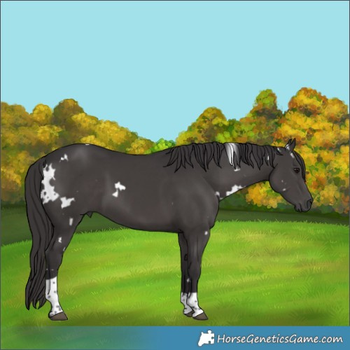Horse Color:White Spotted Smoky Black Tobiano 