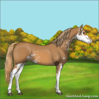 Horse Color:Chestnut Sabino