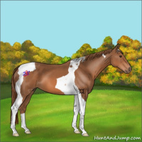Horse Color:Chestnut Tobiano
