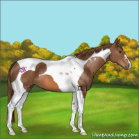 Horse Color:Chestnut Tobiano