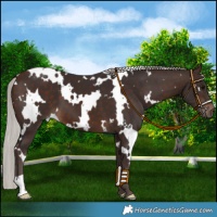 Horse Color:White Spotted Silver Brown 